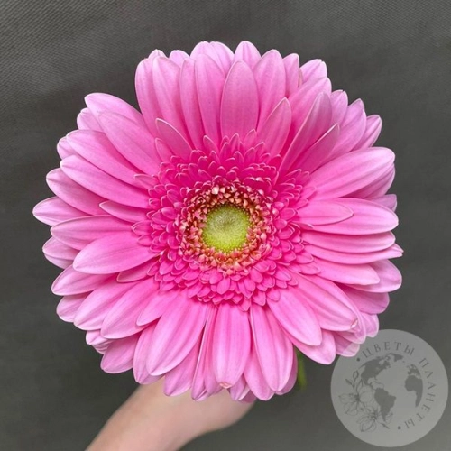 Гербера розовая