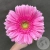 Гербера розовая
