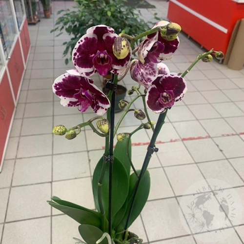 Орхидея комнатная бордово-белая