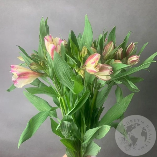 7 Альстромерий желто-розовых в магазине Цветы Планеты 7 Альстромерий желто-розовых