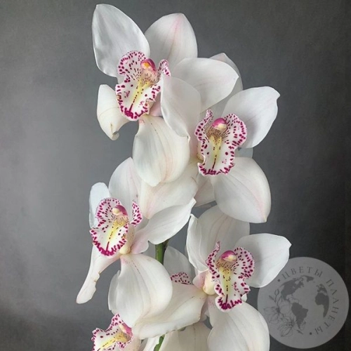 Орхидея Цимбидиум белая