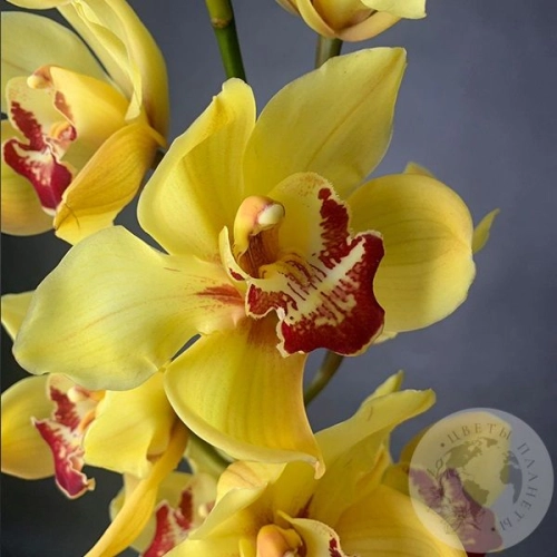 Орхидея Цимбидиум желтая