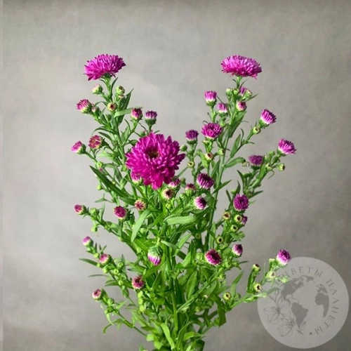 Астер розовый 3 шт. Астер розовый 3 шт. в магазине Цветы Планеты