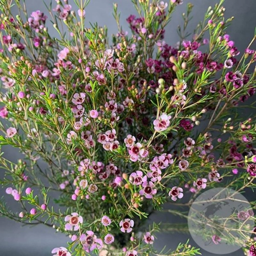 Хамелациум розовый 7 шт. в магазине Цветы Планеты