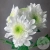 Хризантема кустовая бело-зеленая в магазине Цветы Планеты Хризантема кустовая бело-зеленая
