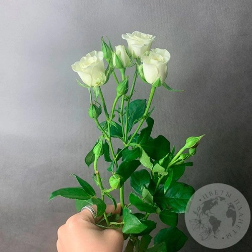 Кустовая роза белая в магазине Цветы Планеты