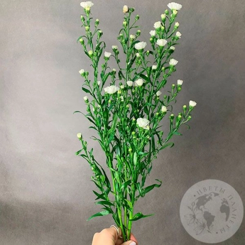 Астер белый 3 шт. в магазине Цветы Планеты