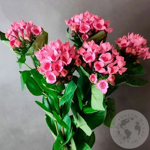 5 бувардий в магазине Цветы Планеты