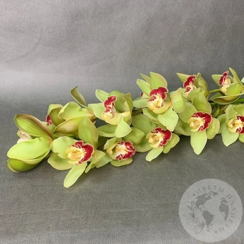 Орхидея Цимбидиум зеленая