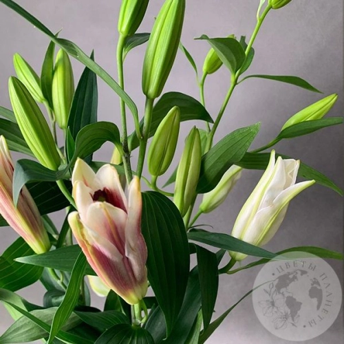 3 лилии в магазине Цветы Планеты 3 лилии