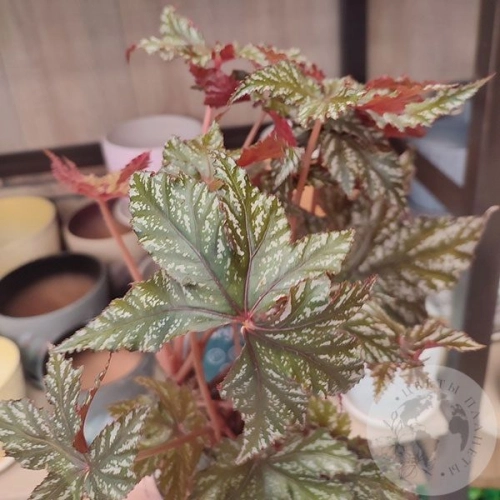 Бегония Грифон в магазине Цветы Планеты