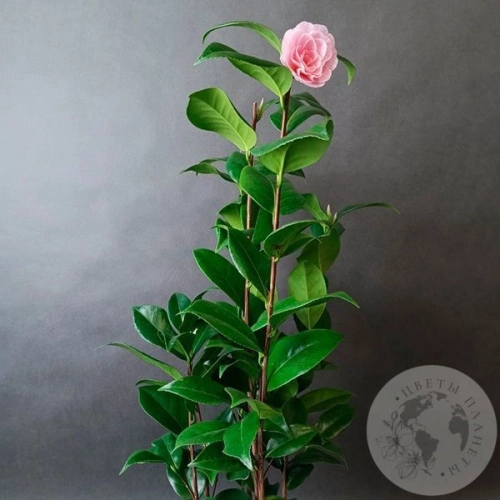 Камелия комнатная в магазине Цветы Планеты Камелия комнатная в магазине Цветы Планеты