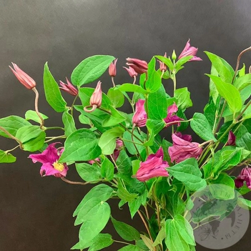 Клематис 7 шт. в магазине Цветы Планеты