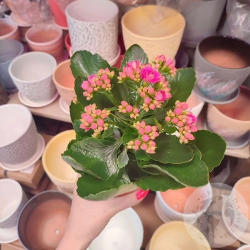 Каланхое в магазине Цветы Планеты