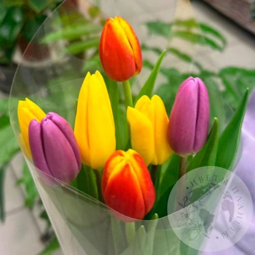 Букет из 7 тюльпанов в магазине Цветы Планеты Букет из 7 тюльпанов в магазине Цветы Планеты