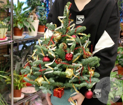 Композиция на Новый год в горшке в магазине Цветы Планеты Композиция на Новый год в горшке в магазине Цветы Планеты