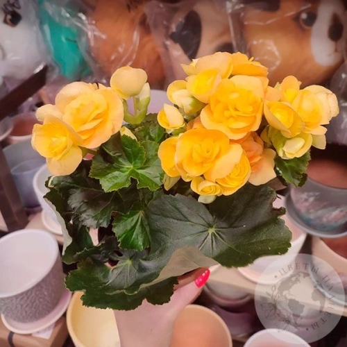 Бегония в магазине Цветы Планеты