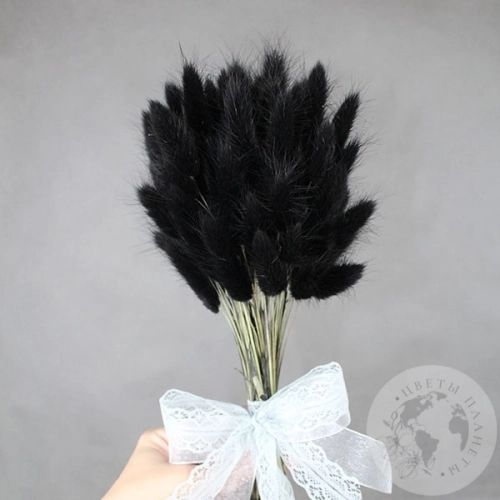 Лагурус сухоцвет черно-зеленый в магазине Цветы Планеты