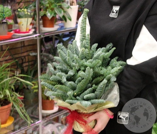 Елка на Новый год в магазине Цветы Планеты