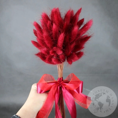 Лагурус пучок в магазине Цветы Планеты