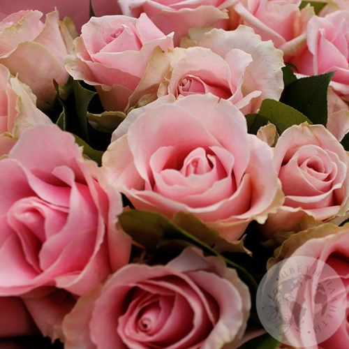 Букет из 25 роз "Нежное чувство" в магазине Цветы Планеты Букет из 25 роз "Нежное чувство" в магазине Цветы Планеты