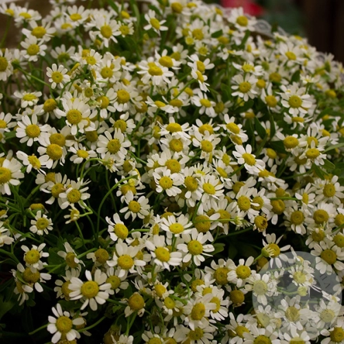 Букет ромашек в магазине Цветы Планеты