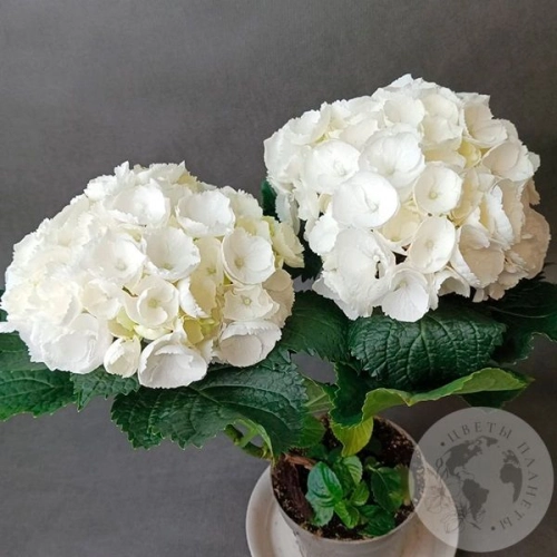 Гортензия комнатная в магазине Цветы Планеты