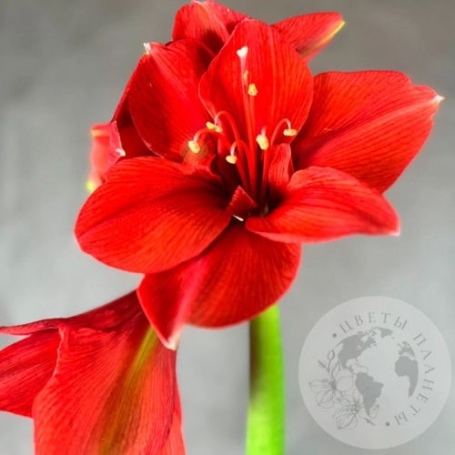 Амариллис красный в магазине Цветы Планеты