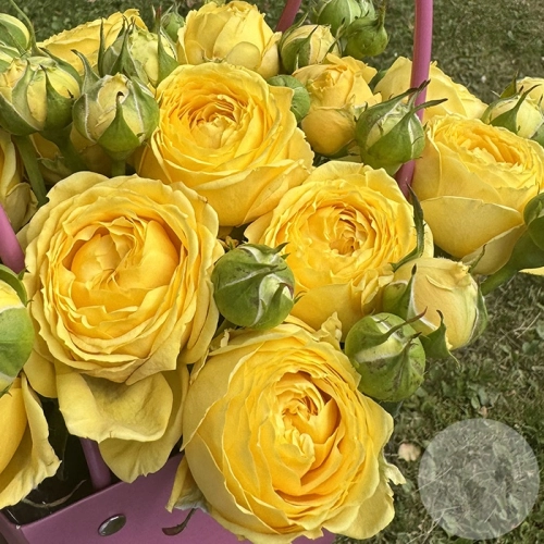 Композиция из роз в коробке в магазине Цветы Планеты