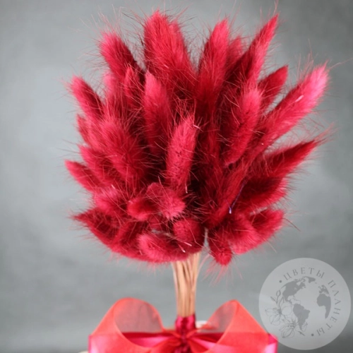 Лагурус пучок в магазине Цветы Планеты