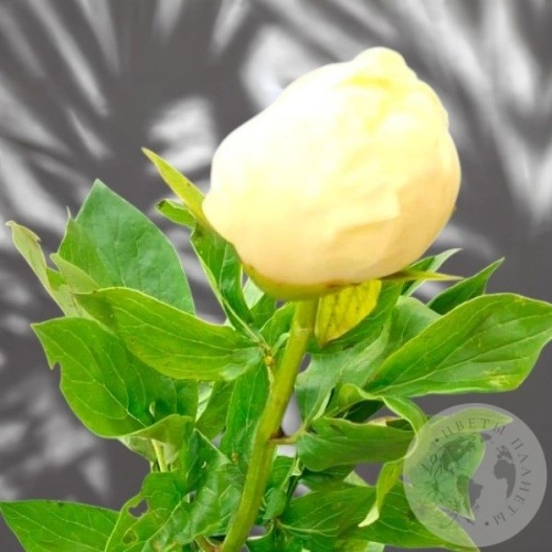 Пион 1 шт. в магазине Цветы Планеты