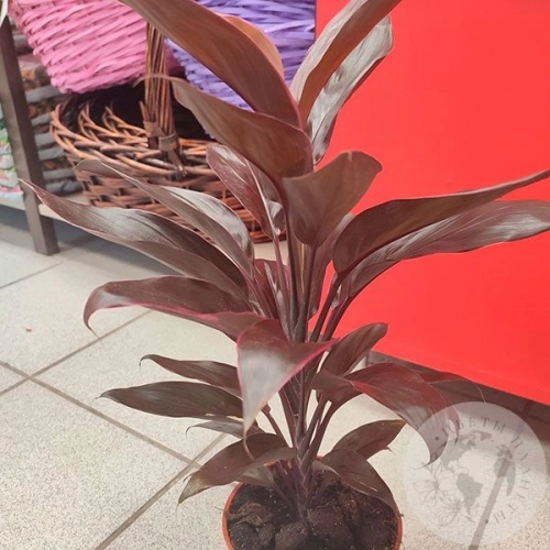 Кордилина в магазине Цветы Планеты