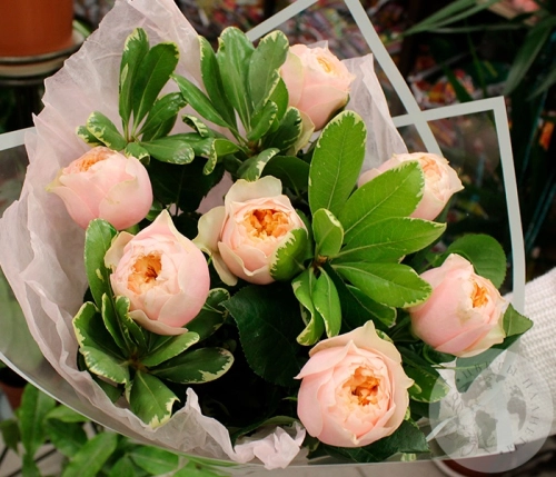 Букет из 7 роз и питтоспорума в магазине Цветы Планеты