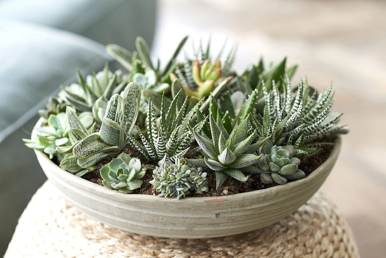 Особенности ухода за суккулентами