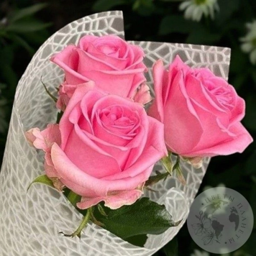 3 розы розовых 50 см. в магазине Цветы Планеты