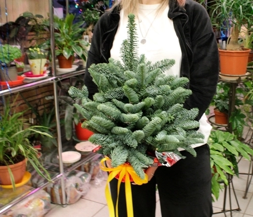 Новогодний букет из нобилиса "Елка" в магазине Цветы Планеты