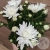 Хризантема комнатная белая в магазине Цветы Планеты Хризантема комнатная белая в магазине Цветы Планеты