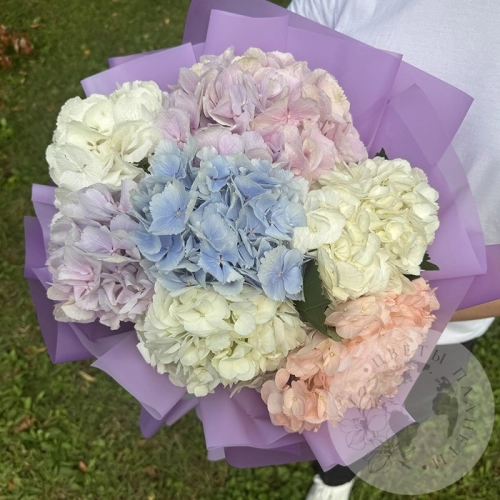 Букет из 7 гортензий в магазине Цветы Планеты Букет из 7 гортензий в магазине Цветы Планеты