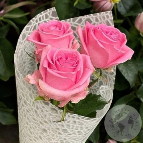 3 розы розовых 50 см. в магазине Цветы Планеты