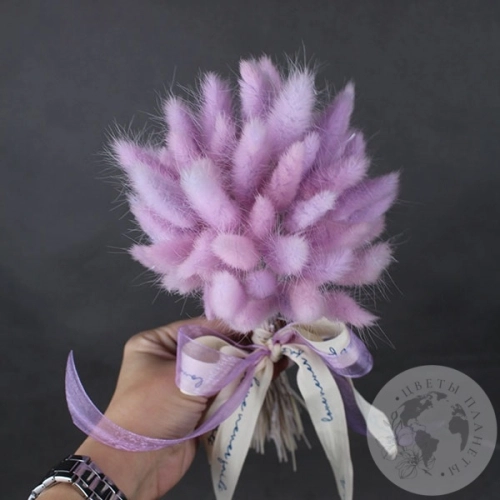 Лагурус сухоцвет пурпурный в магазине Цветы Планеты