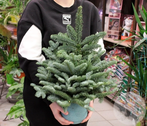 Композиция "Новый год" в горшке в магазине Цветы Планеты