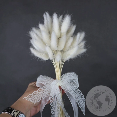 Лагурус сухоцвет белый в магазине Цветы Планеты