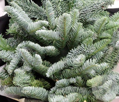 Елка на Новый год в магазине Цветы Планеты