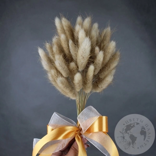 Лагурус сухоцвет в магазине Цветы Планеты