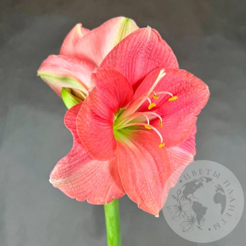 Амариллис розовый в магазине Цветы Планеты