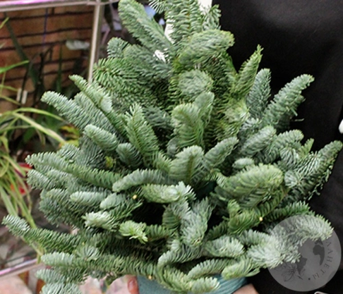 Композиция "Новый год" в горшке в магазине Цветы Планеты