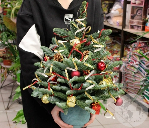 Композиция на Новый год в горшке в магазине Цветы Планеты Композиция на Новый год в горшке в магазине Цветы Планеты