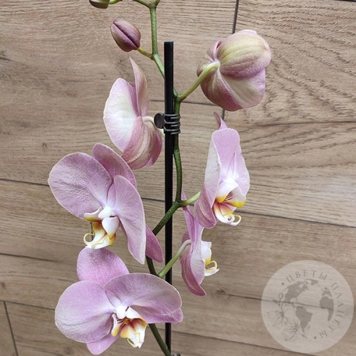 Орхидея светло-розовая в магазине Цветы Планеты