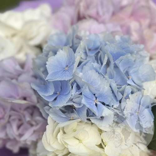 Букет из 7 гортензий в магазине Цветы Планеты Букет из 7 гортензий в магазине Цветы Планеты