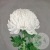 Хризантема одноголовая Хризантема одноголовая в магазине Цветы Планеты
